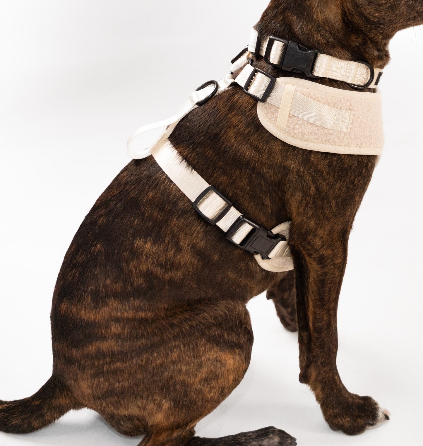 Lilleman Teddy Harness