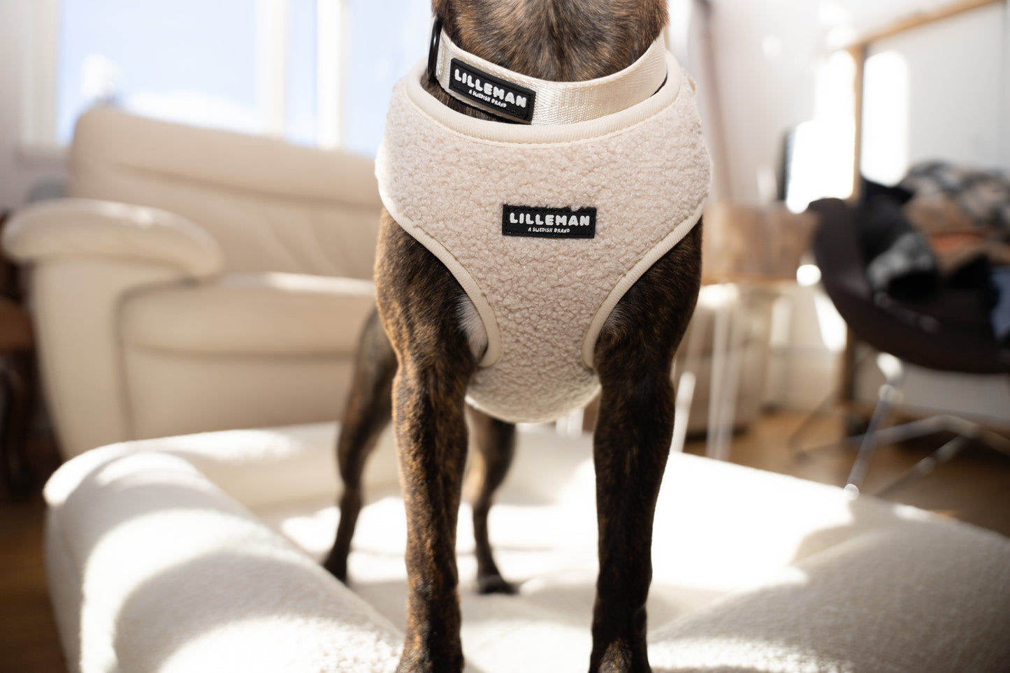 Lilleman Teddy Harness
