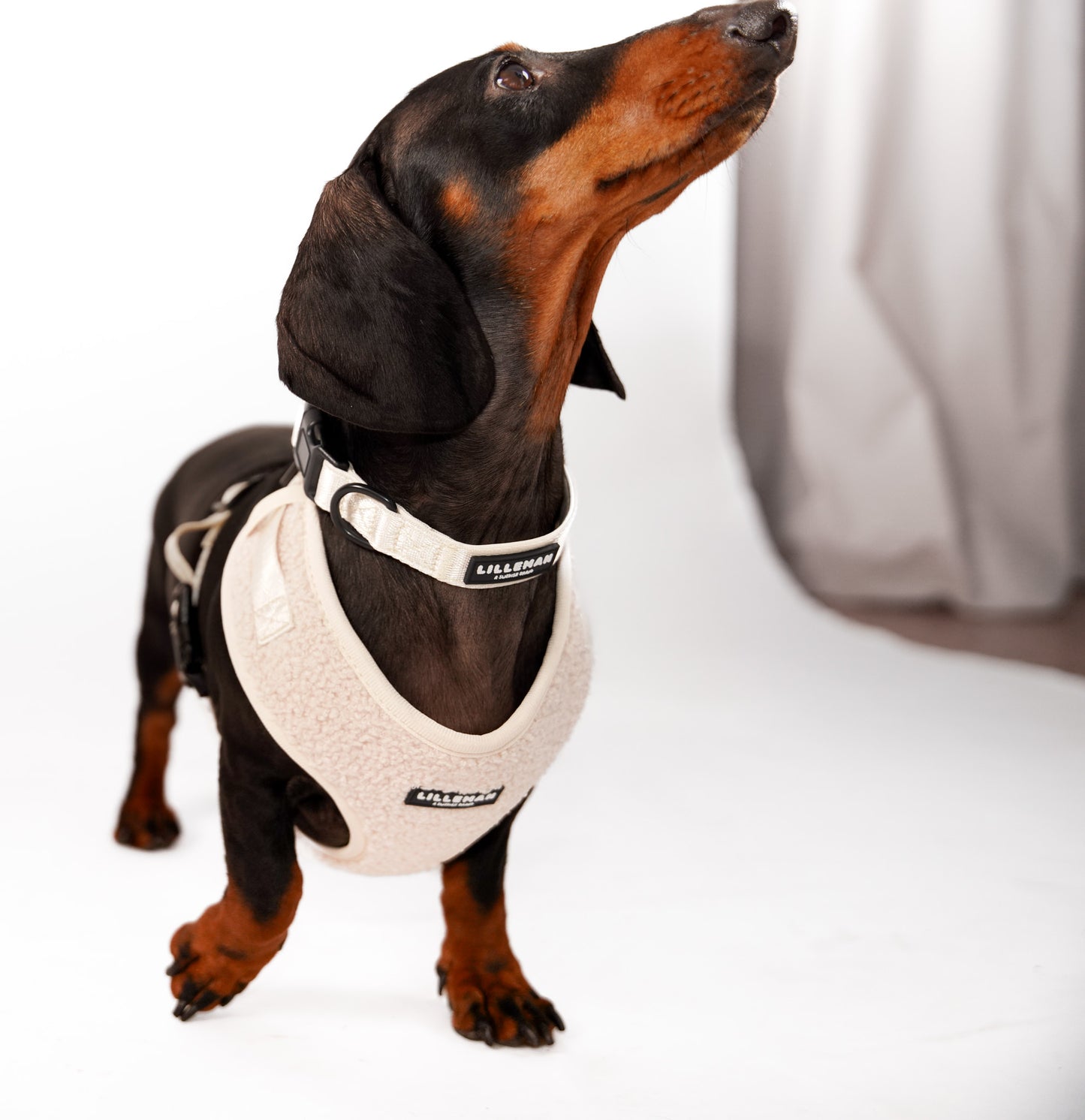 Lilleman Teddy Harness