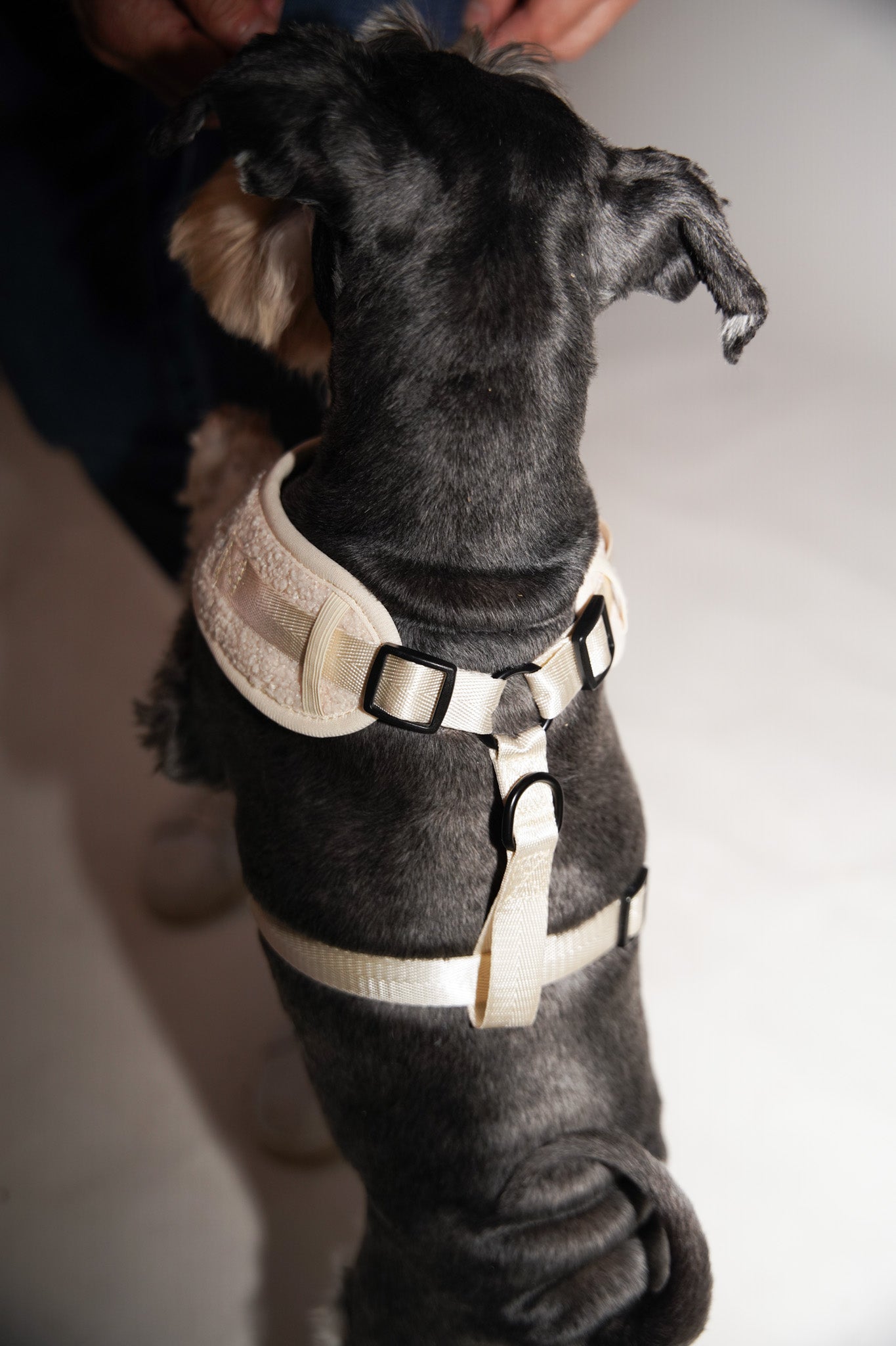 Lilleman Teddy Harness