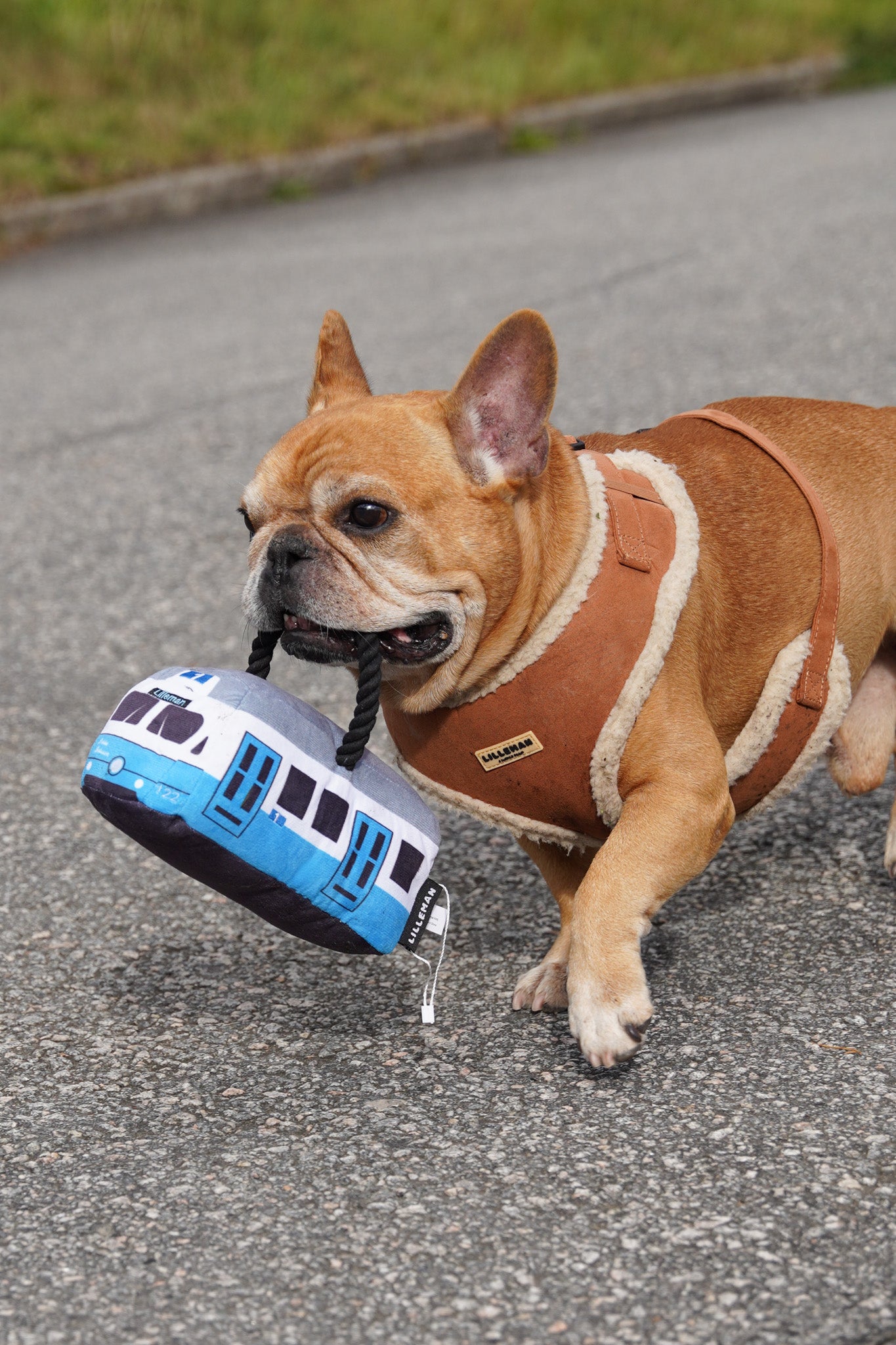 Spårvagn Dog Toy